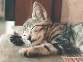 cat5 - Why Do Cats Purr?