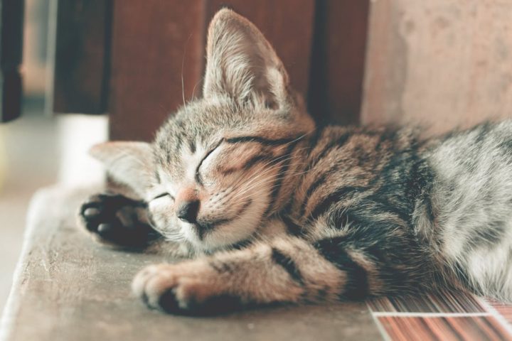 cat5 - 10 Tips for Your New Kitten for the First 10 days