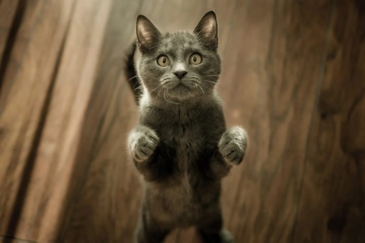 cat7 - 10 Tips for Your New Kitten for the First 10 days
