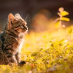 Which Plants are Poisonous to Cats?