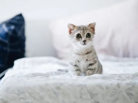 kitten1 - 10 Tips for Your New Kitten for the First 10 days