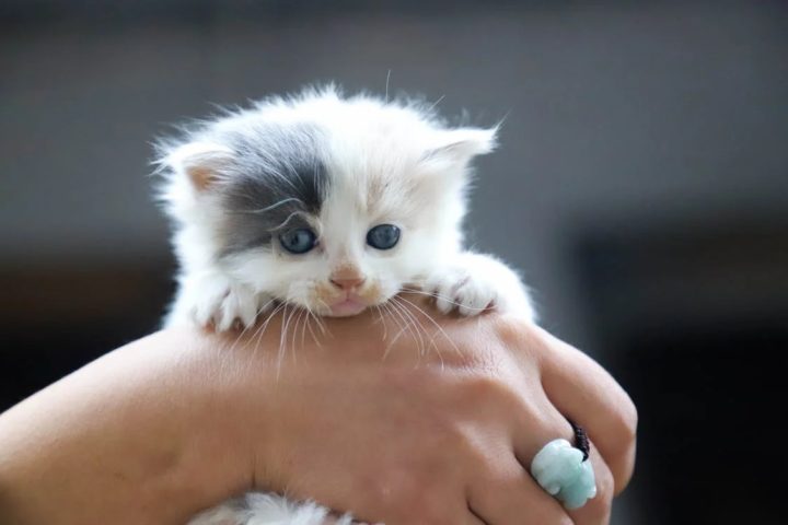 kitten2 - 10 Tips for Your New Kitten for the First 10 days