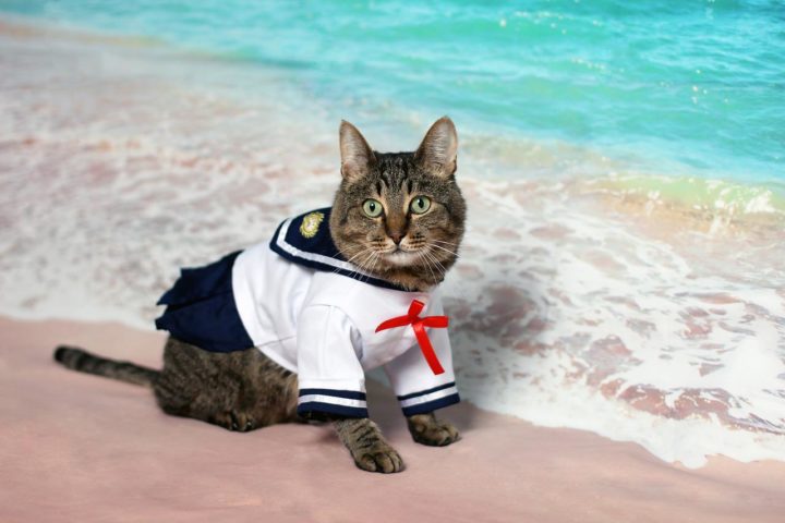 Costume for cats