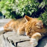 Where Do Cats Sleep?