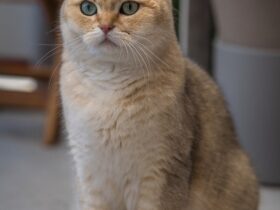 best hypoallergenic cat breeds for families with allergies - Best Hypoallergenic Cat Breeds for Families with Allergies