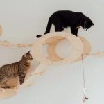 Cat Room Decor Ideas