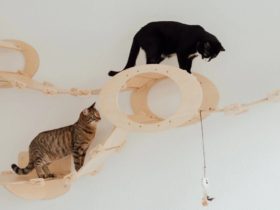 Cat Room Decor Ideas