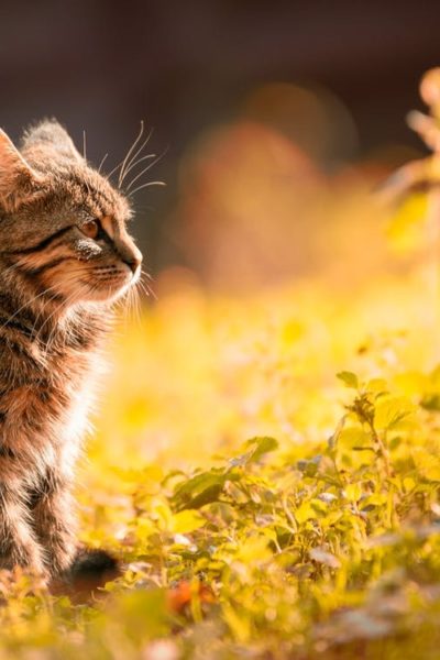 Which Plants are Poisonous to Cats?