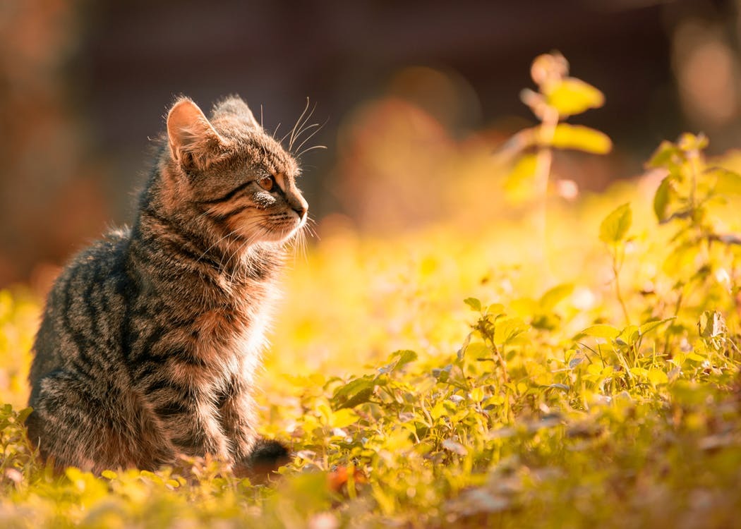 Which Plants are Poisonous to Cats?
