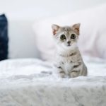 kitten1 - 10 Tips for Your New Kitten for the First 10 days