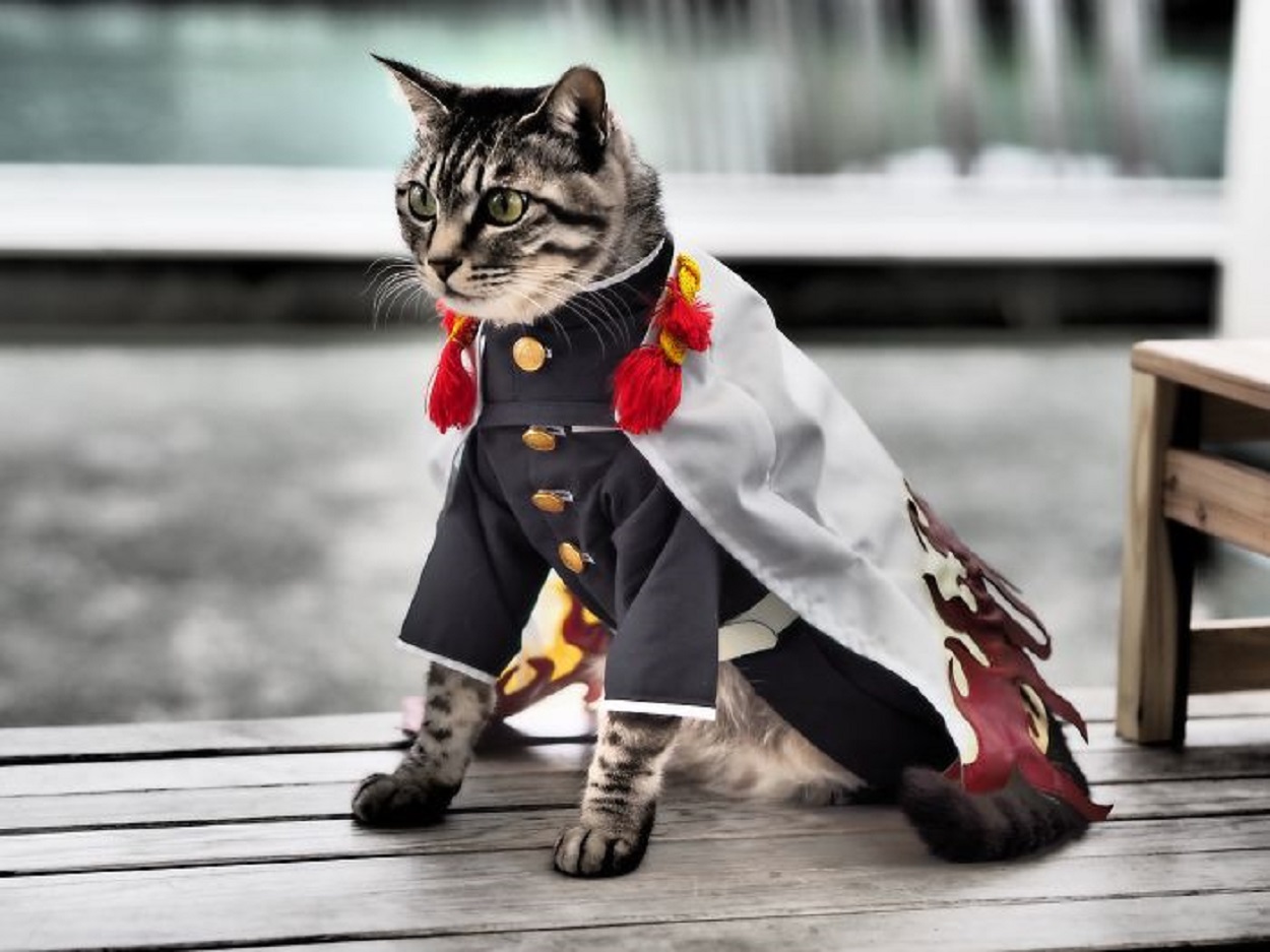 CostumeForCats - Costume for Cats: Is it Cruel to Put Costumes On A Cat?