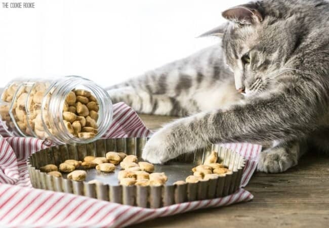 salmon cat treats - Ideas for Cats Birthday Party