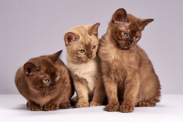 cute kittens 1678200807 - How to litter train a kitten