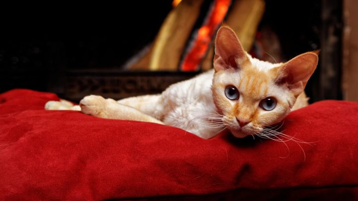 devon rex 1678201012 - Best Top Cat Breeds for Apartment Living