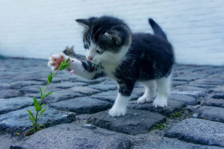kitten 1678130422 - How to litter train a kitten