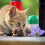 kitten eating 1678130302 - Kitten Not Eating? Most Common Reasons and What to Do