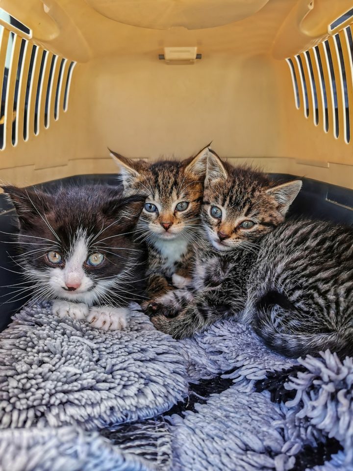 kitten vet 1678130363 - Kitten Not Eating? Most Common Reasons and What to Do
