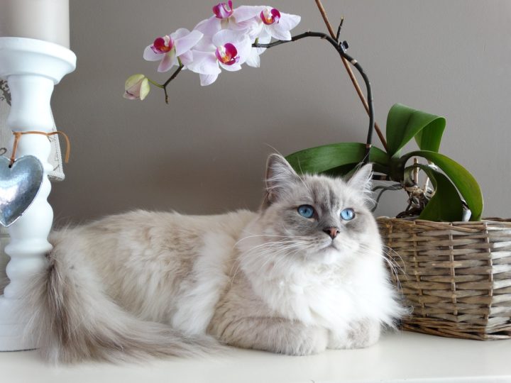 ragdoll cat 1678200058 - Best Top Cat Breeds for Apartment Living